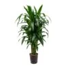 Dracaena Janet Craig - Branched - HydroCare 1 Dracaena Janet Craig - Branched - HydroCare -Plants Sale Store Dracaena Janet Craig Branched Hydroculture 18 19x100cm