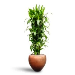 Dracaena Janet Craig - Branched - HydroCare -Plants Sale Store Dracaena Janet Craig Branched Hydroculture30 27 x 160cm Metallic Couple Plant Pot Matt Copper50 x 45cm