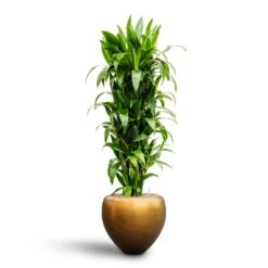 Metallic Couple Plant Pot - Matt Honey -Plants Sale Store Dracaena Janet Craig Branched Hydroculture30 27 x 160cm Metallic Couple Plant Pot Matt Honey 50 x 45cm 7405a912 c310 4bfe ac8d 51123b91576c