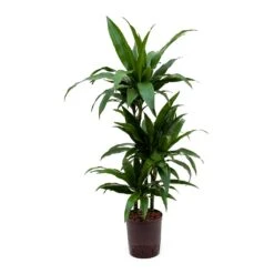 Dracaena Janet Craig - Multi Stem - HydroCare -Plants Sale Store Dracaena Janet Craig Hydroculture Indoor Plant 3Stems Small