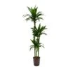 Dracaena Janet Craig - Multi Stem - HydroCare -Plants Sale Store Dracaena Janet Craig Hydroculture Indoor Plant 3Stems Tall