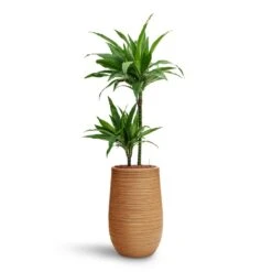 Dracaena Janet Craig - Multi Stem - HydroCare -Plants Sale Store Dracaena Janet Craig Multi Stem HydroCare Dune Partner Planter Almond