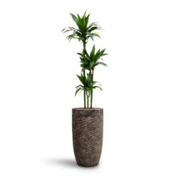 Dracaena Janet Craig - Multi Stem - HydroCare -Plants Sale Store Dracaena Janet Craig Multi Stem HydroCare Luxe Lite Layer Partner Planter Bronze