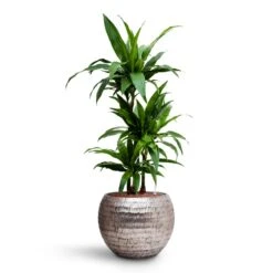 Opus Hammered Globe Planter - Silver -Plants Sale Store Dracaena Janet Craig Multi Stem HydroCare Opus Hammered Globe Planter Silver cdd05c50 49cd 40ee a673 5d0d59fcc66d