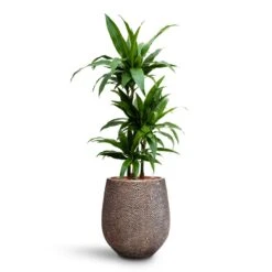 Dracaena Janet Craig - Multi Stem - HydroCare -Plants Sale Store Dracaena Janet Craig Multi Stem HydroCare Opus Hit Darcy Planter Gold
