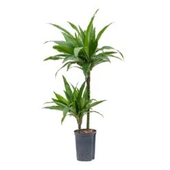 Dracaena Janet Craig - Multi Stem - HydroCare -Plants Sale Store Dracaena Janet Craig Multi Stem Hydroculture 15 19x90cm 2Stems