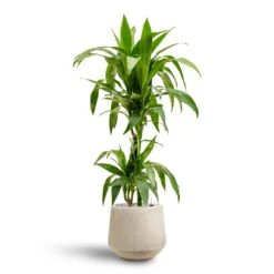 Raindrop Tube Round Planter - Stone -Plants Sale Store Dracaena Janet Craig Multi Stem Hydroculture2 stems Raindrop Tube Round Planter Stone 30 x 26cm 36642b29 e8d2 4b13 b8ac ab067218d38a