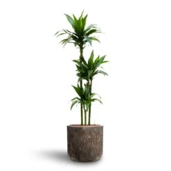 Dracaena Janet Craig - Multi Stem - HydroCare -Plants Sale Store Dracaena Janet Craig Multi Stem Hydroculture3 stems Luxe Lite Waterfall Cylinder Planter Bronze 40 x 38cm