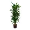 Dracaena Janet Lind - Branched - HydroCare 2 Dracaena Janet Lind - Branched - HydroCare -Plants Sale Store Dracaena Janet Lind Branched Hydroculture Indoor Plant Tall