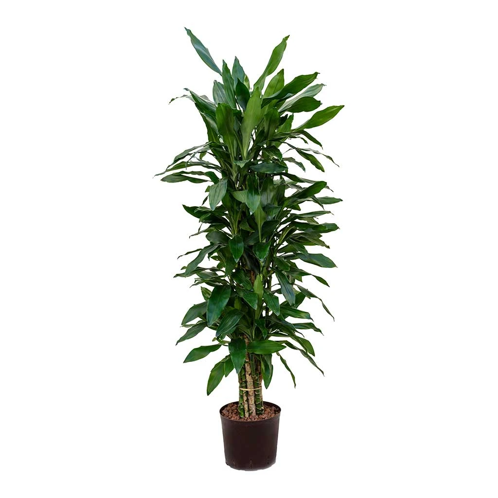 Dracaena Janet Lind - Branched - HydroCare 3 Dracaena Janet Lind - Branched - HydroCare