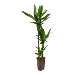 Dracaena Janet Lind - Multi Stem - HydroCare -Plants Sale Store Dracaena Janet Lind Hydroculture Indoor Plant 3Stems Small