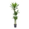 Dracaena Janet Lind - Multi Stem - HydroCare -Plants Sale Store Dracaena Janet Lind Hydroculture Indoor Plant 3Stems Tall