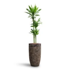 Dracaena Janet Lind - Multi Stem - HydroCare -Plants Sale Store Dracaena Janet Lind Multi Stem HydroCare Luxe Lite Layer Partner Planter Bronze
