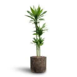Luxe Lite Waterfall Cylinder Planter - Bronze -Plants Sale Store Dracaena Janet Lind Multi Stem Hydroculture 3 stems Luxe Lite Waterfall Cylinder Planter Bronze 40 x 38cm