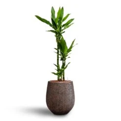 Dracaena Janet Lind - Multi Stem - HydroCare -Plants Sale Store Dracaena Janet Lind Multi Stem Hydroculture 3 stems Opus Hit Darcy Planter Gold 38 x 42cm