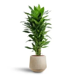 Dracaena Janet Lind - Branched - HydroCare 11 Dracaena Janet Lind - Branched - HydroCare -Plants Sale Store Dracaena Janet Lind Multi Stem Hydroculture 3 stems Raindrop Tube Round Planter Stone 30 x 26cm