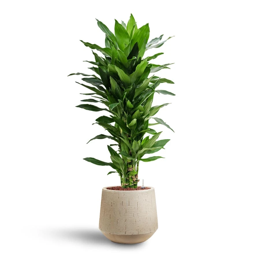 Dracaena Janet Lind - Branched - HydroCare 5 Dracaena Janet Lind - Branched - HydroCare - Image 3