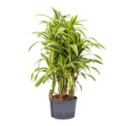 Dracaena Lemon Lime - Branched - HydroCare -Plants Sale Store Dracaena Lemon Lime Branched Hydroculture 25 19x110cm