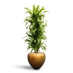 Metallic Couple Plant Pot - Matt Honey -Plants Sale Store Dracaena Lemon Lime Branched Hydroculture 31 28 x 130cm Metallic Couple Plant Pot Matt Honey 50 x 45cm 9ea39e1b 3b21 4612 9731 744dd39b1277