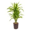 Dracaena Lemon Lime - Branched - HydroCare -Plants Sale Store Dracaena Lemon Lime Branched Hydroculture Indoor Plant