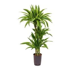 Dracaena Lemon Lime - Multi Stem - HydroCare -Plants Sale Store Dracaena Lemon Lime Hydroculture Indoor Plant 3Stems Small