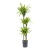 Dracaena Lemon Lime - Multi Stem - HydroCare 2 Dracaena Lemon Lime - Multi Stem - HydroCare -Plants Sale Store Dracaena Lemon Lime Hydroculture Indoor Plant 3Stems Tall
