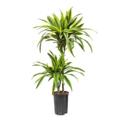 Dracaena Lemon Lime - Multi Stem - HydroCare -Plants Sale Store Dracaena Lemon lime Multi Stem HydroCare 15 19x85cm 2 stems