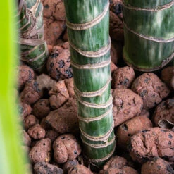 Dracaena Lemon Lime - Multi Stem - HydroCare -Plants Sale Store Dracaena Lemon lime Multi Stem HydroCare SWATCH