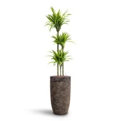 Luxe Lite Layer Partner Planter - Bronze -Plants Sale Store Dracaena Lemon lime Multi Stem HydroCare Luxe Lite Layer Partner Planter Bronze 52202542 a43e 4d77 b176 6f82d57c5970