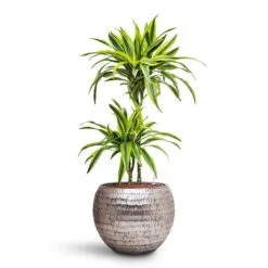 Dracaena Lemon Lime - Multi Stem - HydroCare -Plants Sale Store Dracaena Lemon lime Multi Stem HydroCare Opus Hammered Globe Planter Silver