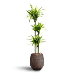 Dracaena Lemon Lime - Multi Stem - HydroCare -Plants Sale Store Dracaena Lemon lime Multi Stem Hydroculture 18 19 x 135cm Opus Hit Darcy Planter Gold 38 x 42cm