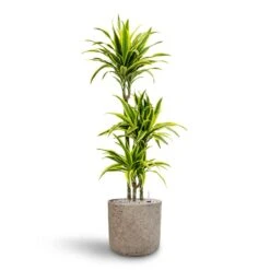 Dracaena Lemon Lime - Multi Stem - HydroCare -Plants Sale Store Dracaena Lemon lime Multi Stem Hydroculture 21 20 x 125cm Charlie Plant Pot Grey Washed 25 x 24cm