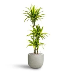 Cody Plant Pot - Ridged Cement -Plants Sale Store Dracaena Lemon lime Multi Stem Hydroculture 21 20 x 125cm Cody Plant Pot Ridged Cement 28 x 25cm 15721c26 06f3 4163 8eb8 9f9269a8c06c