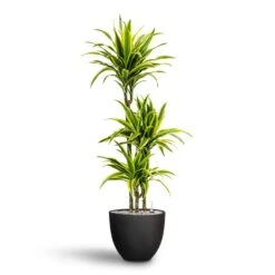 Coral Refined Planter - Volcano Black -Plants Sale Store Dracaena Lemon lime Multi Stem Hydroculture 21 20 x 125cm Coral Refined Planter Volcano Black 25 x 21 cm 59f0469e 4b91 409e b593 752231a5aaff