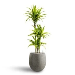 Dracaena Lemon Lime - Multi Stem - HydroCare -Plants Sale Store Dracaena Lemon lime Multi Stem Hydroculture 21 20 x 125cm Grigio Balloon Plant Pot Natural Concrete 30 x 30 cm