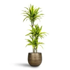 Ryan Plant Pot - Shiny Gold -Plants Sale Store Dracaena Lemon lime Multi Stem Hydroculture 21 20 x 125cm Ryan Plant Pot Shiny Gold 31 x 28 cm 88583960 45b7 4431 8b35 91dbac6f509c