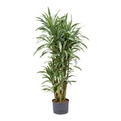 Dracaena Warneckii - Branched - HydroCare -Plants Sale Store Dracaena Warneckii Branched Hydroculture 25 19x110cm