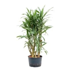 Dracaena Warneckii - Branched - HydroCare -Plants Sale Store Dracaena Warneckii Branched Hydroculture 28 19x130cm