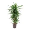 Dracaena Warneckii - Branched - HydroCare -Plants Sale Store Dracaena Warneckii Branched Hydroculture Indoor Plant