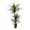Dracaena Warneckii - Multi Stem - HydroCare -Plants Sale Store Dracaena Warneckii Multi Stem Hydroculture Indoor Plant 3Stems