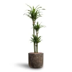 Dracaena Warneckii - Multi Stem - HydroCare -Plants Sale Store Dracaena Warneckii Multi Stem Hydroculture Luxe Lite Waterfall Cylinder Planter Bronze