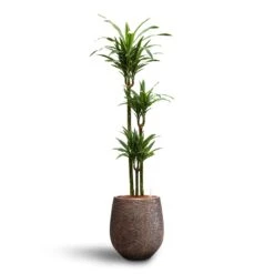 Dracaena Warneckii - Multi Stem - HydroCare -Plants Sale Store Dracaena Warneckii Multi Stem Hydroculture Opus Hit Darcy Planter Gold