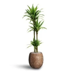 Dracaena Warneckii - Multi Stem - HydroCare -Plants Sale Store Dracaena Warneckii Multi Stem Hydroculture Polystone Coated Plain Balloon Planter Rock
