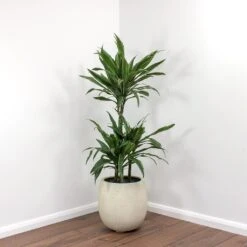 Dracaena Deremensis Warneckii - Multi Stem -Plants Sale Store Dracaena deremensis Warneckii Balloon Plant Pot White Concrete