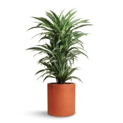 Max Refined Planter - Canyon Orange -Plants Sale Store Dracaena deremensis Warneckii Branched 24x90cm Max Refined Planter Canyon Orange 29x29.5cm