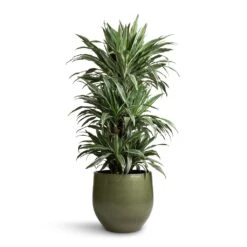 Zembla Plant Pot - Green 34 Zembla Plant Pot - Green -Plants Sale Store Dracaena deremensis Warneckii Branched 27x120cm Zembla Plant Pot Green 35x32cm 28944e9c 6e1a 4b0c 9b54 5f54dc2c88df