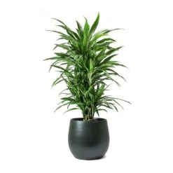 Dracaena Deremensis Warneckii - Branched 18 Dracaena Deremensis Warneckii - Branched -Plants Sale Store Dracaena deremensis Warneckii Branched Esra Plant Pot Dark Green
