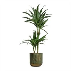 Dracaena Deremensis Warneckii - Multi Stem -Plants Sale Store Dracaena deremensis Warneckii Multi Stem 19x90cm 2 stems Caro Metal Plant Pots Set of 6 Copper Green