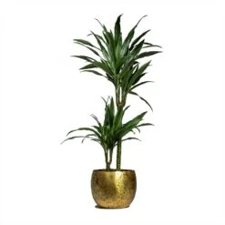 Dracaena Deremensis Warneckii - Multi Stem -Plants Sale Store Dracaena deremensis Warneckii Multi Stem 19x90cm 2 stems Ellen Metal Plant Pots Set of 3 Brass
