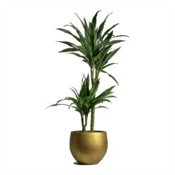 Dracaena Deremensis Warneckii - Multi Stem -Plants Sale Store Dracaena deremensis Warneckii Multi Stem 19x90cm 2 stems Mini Orb Kevan Plant Pot Metallic Gold 25x21cm